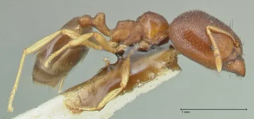Carebara pygmaea specimen FOCOL1915 image focol1915_4