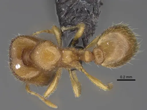 Carebara raberi specimen CASENT0057201 image casent0057201_1