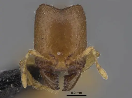 Carebara raberi specimen CASENT0057201 image casent0057201_2