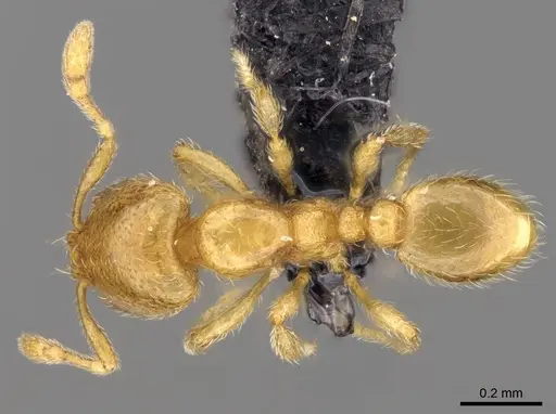 Carebara raberi specimen CASENT0140575 image casent0140575_1