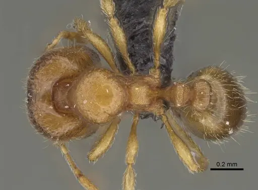 Carebara raberi specimen CASENT0140585 image casent0140585_1