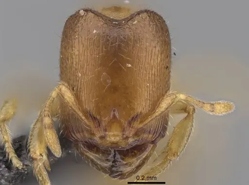 Carebara raberi specimen CASENT0140585 image casent0140585_2