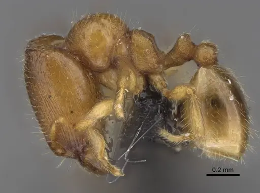 Carebara raberi specimen CASENT0140585 image casent0140585_3