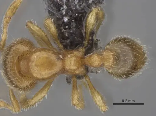 Carebara raberi specimen CASENT0140590 image casent0140590_1