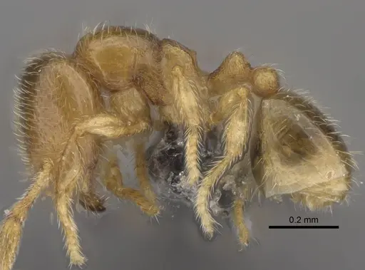 Carebara raberi specimen CASENT0140590 image casent0140590_3