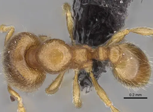 Carebara raberi specimen CASENT0140593 image casent0140593_1