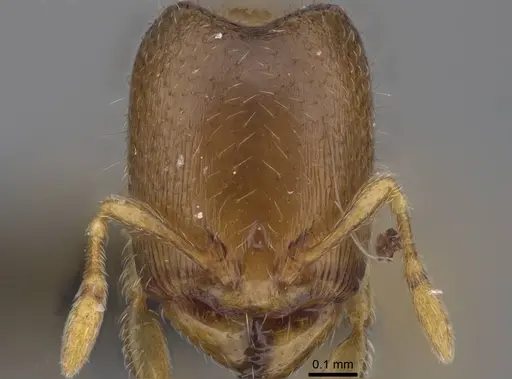 Carebara raberi specimen CASENT0140593 image casent0140593_3