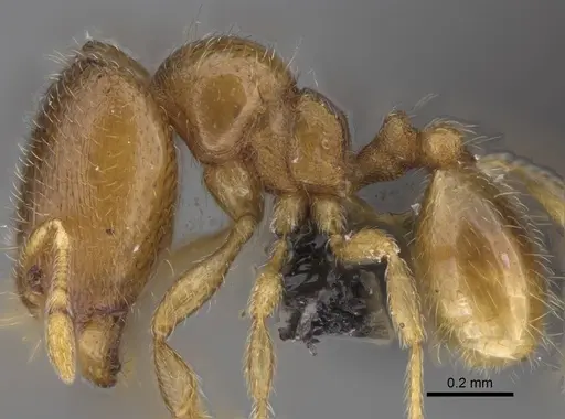 Carebara raberi specimen CASENT0140593 image casent0140593_4