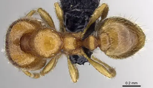 Carebara raberi specimen CASENT0140594 image casent0140594_1