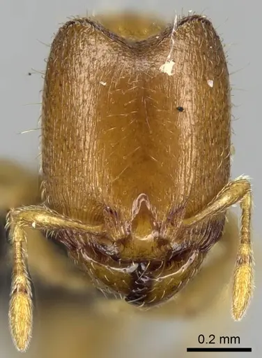 Carebara raberi specimen CASENT0140594 image casent0140594_2