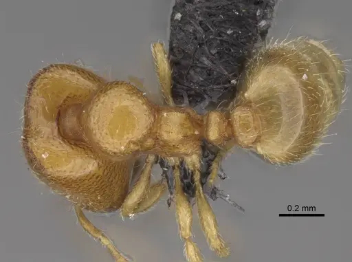 Carebara raberi specimen CASENT0140597 image casent0140597_1