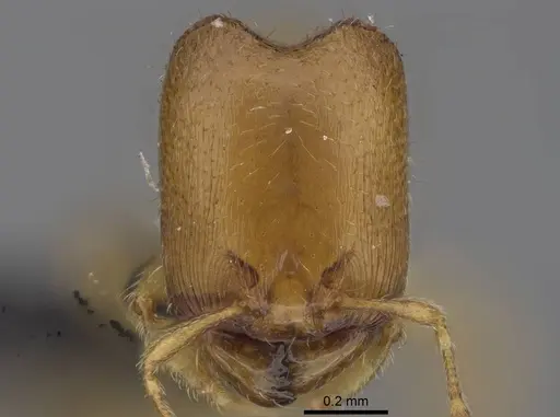Carebara raberi specimen CASENT0140597 image casent0140597_2