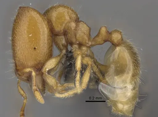 Carebara raberi specimen CASENT0140597 image casent0140597_3