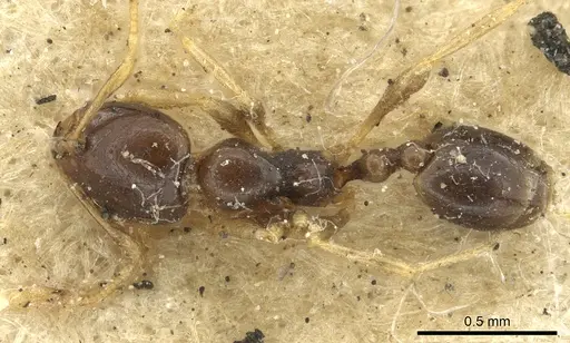 Carebara raberi specimen CASENT0901421 image casent0901421_1