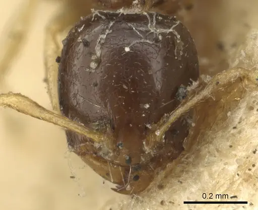 Carebara raberi specimen CASENT0901421 image casent0901421_2