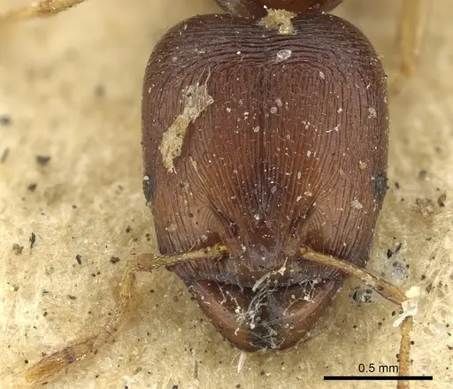 Carebara raberi specimen CASENT0901422 image casent0901422_2