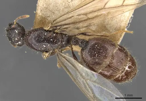Carebara raja specimen CASENT0908913 image casent0908913_1