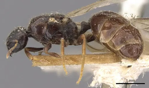 Carebara raja specimen CASENT0908913 image casent0908913_3