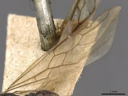 Carebara raja specimen CASENT0908913 image casent0908913_4