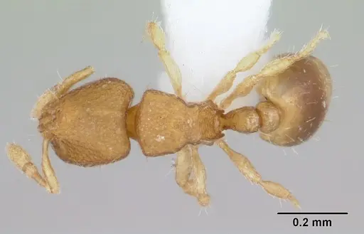 Carebara rara specimen CASENT0006031 image casent0006031_1