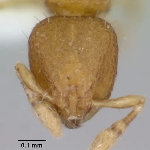 Carebara rara specimen CASENT0006031 image casent0006031_2
