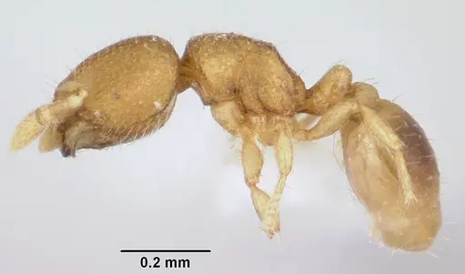 Carebara rara specimen CASENT0006031 image casent0006031_3