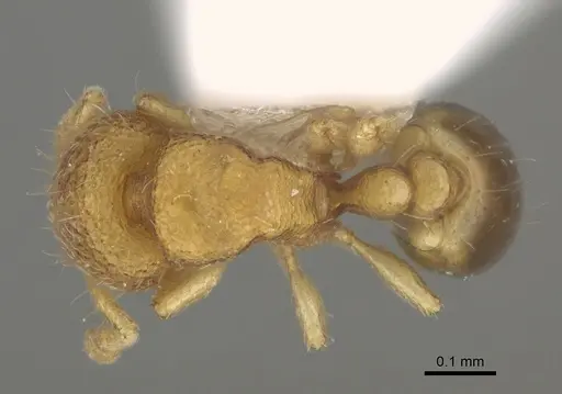 Carebara rara specimen CASENT0217141 image casent0217141_1