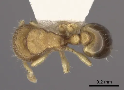 Carebara rara specimen CASENT0217141 image casent0217141_2
