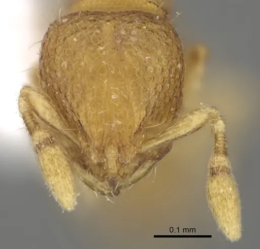 Carebara rara specimen CASENT0217141 image casent0217141_3
