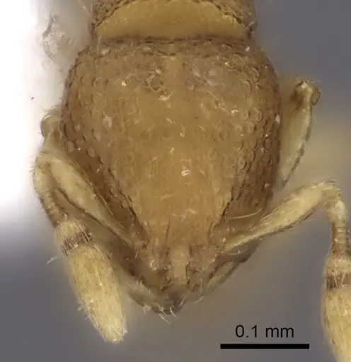 Carebara rara specimen CASENT0217141 image casent0217141_4