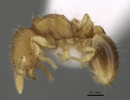 Carebara rara specimen CASENT0217141 image casent0217141_5