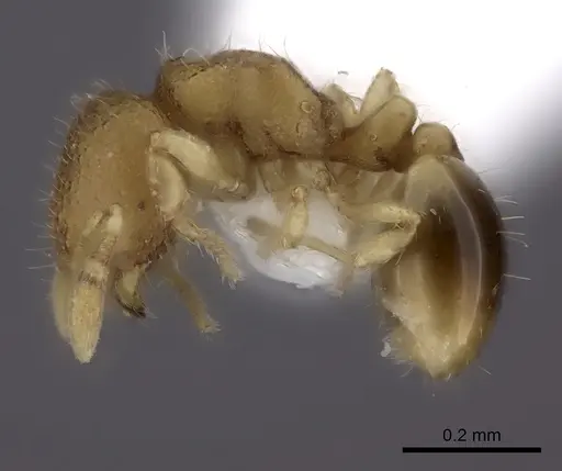 Carebara rara specimen CASENT0217141 image casent0217141_6