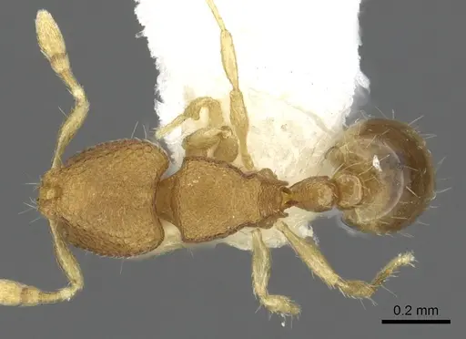 Carebara rara specimen CASENT0902372 image casent0902372_1