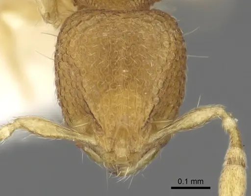 Carebara rara specimen CASENT0902372 image casent0902372_2