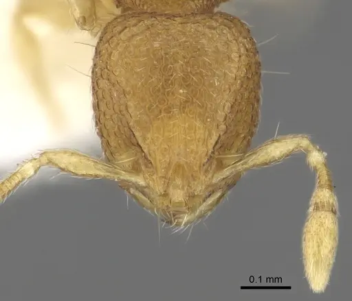 Carebara rara specimen CASENT0902372 image casent0902372_3