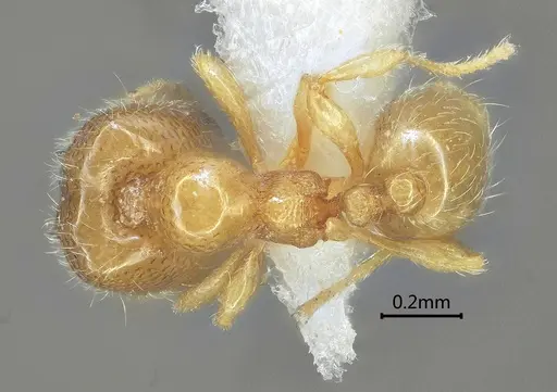 Carebara rectidorsa specimen ANTWEB1060560 image antweb1060560_1