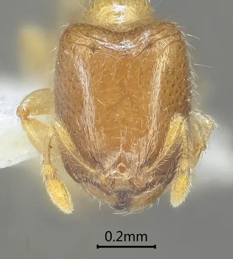 Carebara rectidorsa specimen ANTWEB1060560 image antweb1060560_2
