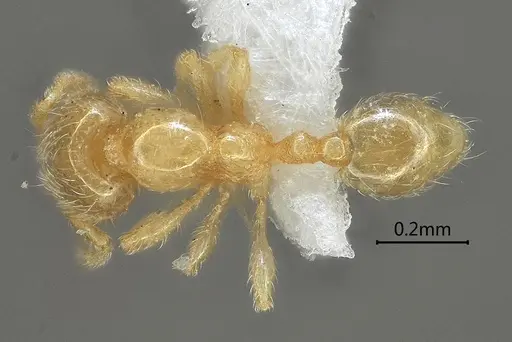 Carebara rectidorsa specimen ANTWEB1060561 image antweb1060561_1
