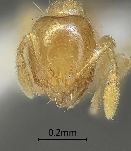 Carebara rectidorsa specimen ANTWEB1060561 image antweb1060561_2