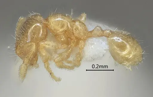 Carebara rectidorsa specimen ANTWEB1060561 image antweb1060561_3