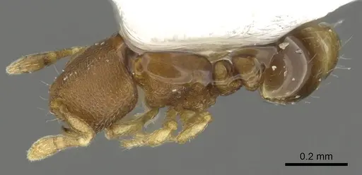 Carebara reina specimen CASENT0902391 image casent0902391_1