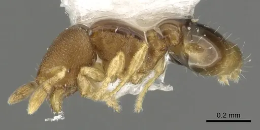 Carebara reina specimen CASENT0902391 image casent0902391_3