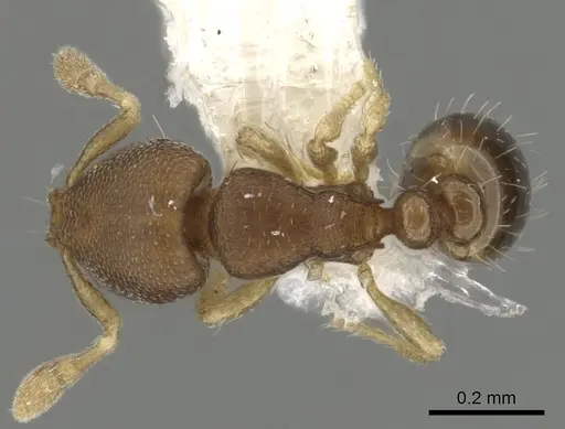 Carebara reina specimen INBIOCRI002279067 image inbiocri002279067_1