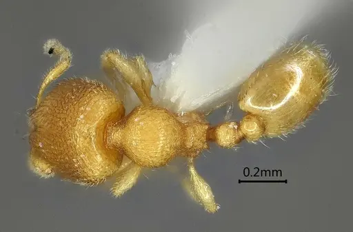 Carebara reticapita specimen ANTWEB1060562 image antweb1060562_1
