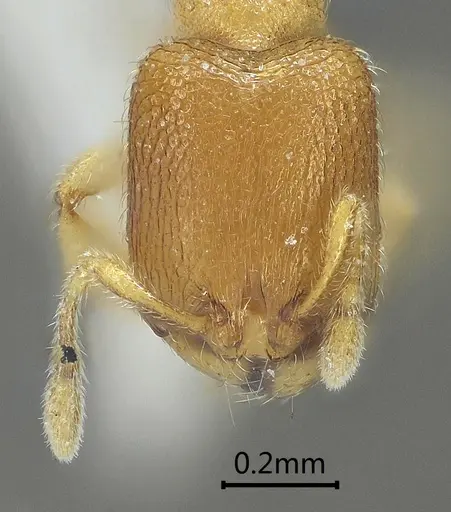 Carebara reticapita specimen ANTWEB1060562 image antweb1060562_2