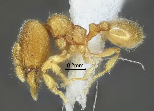 Carebara reticapita specimen ANTWEB1060562 image antweb1060562_3