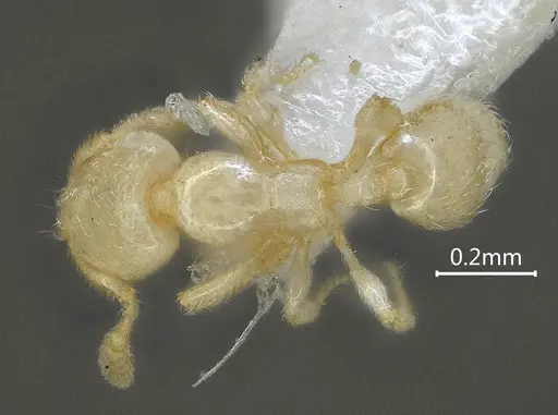Carebara reticapita specimen ANTWEB1060563 image antweb1060563_1