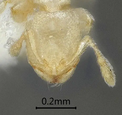 Carebara reticapita specimen ANTWEB1060563 image antweb1060563_2