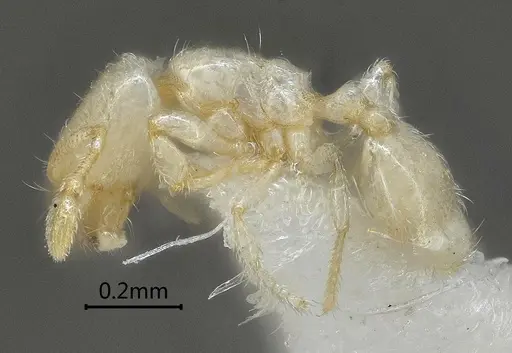 Carebara reticapita specimen ANTWEB1060563 image antweb1060563_3