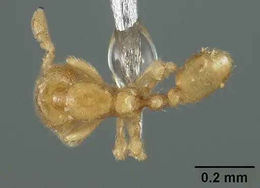 Carebara reticulata specimen USNMENT00447122 image usnment00447122_1